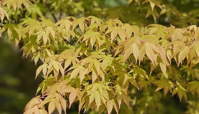 Japon Akçaağacı