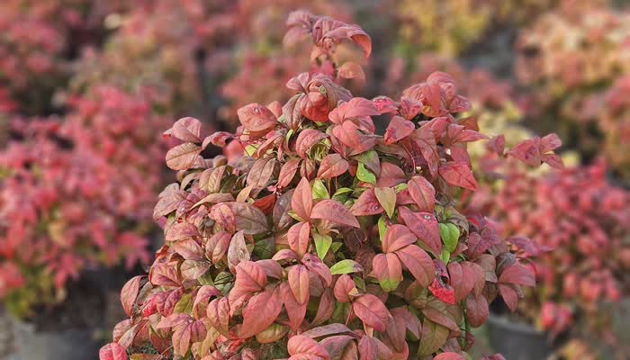 Nandina Firepower